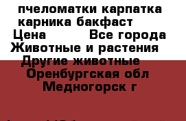 пчеломатки карпатка карника бакфаст F-1 › Цена ­ 800 - Все города Животные и растения » Другие животные   . Оренбургская обл.,Медногорск г.